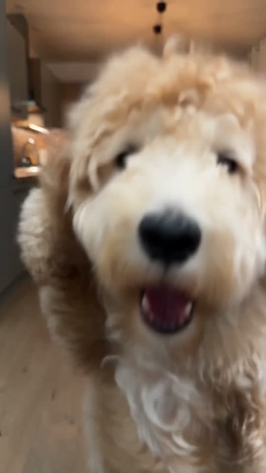 My Dog Has Moves template example