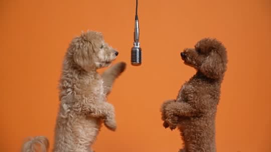 Orange Booth Duo template example