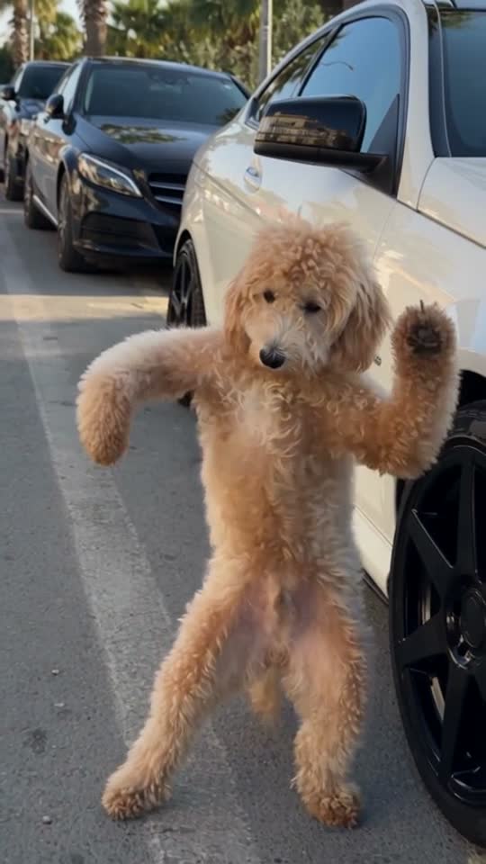 Pet Alarm Dance template example