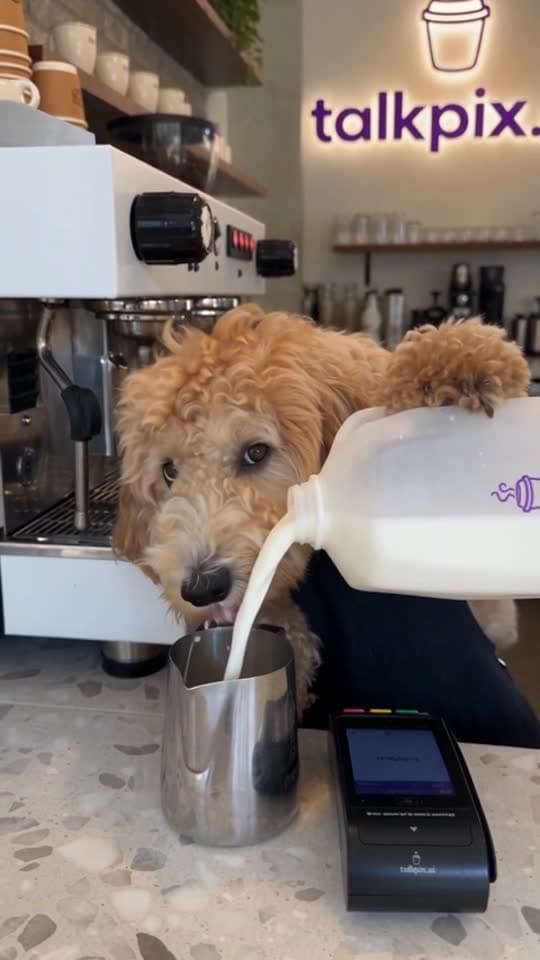 Pet Barista template example