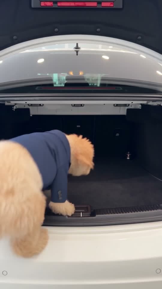 Pet Car Dealer template example