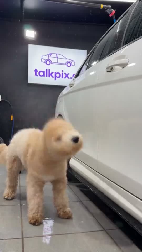 Pet Car Wash template example