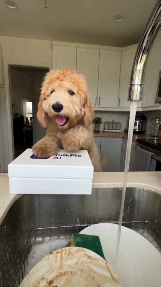 Pet Gift Prank template example
