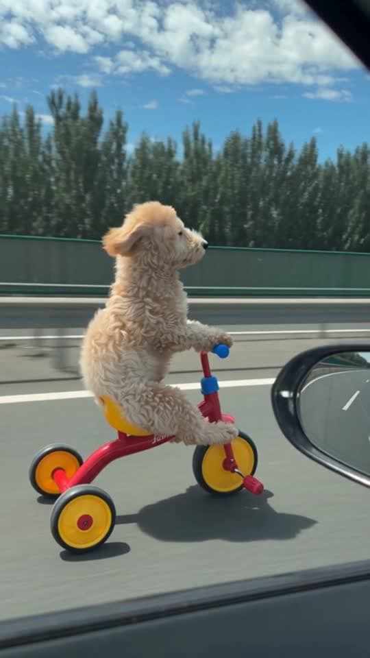 Pet Highway Ride template example