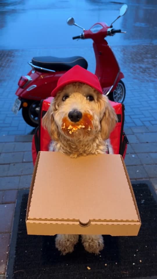 Pizza Delivery Pet template example
